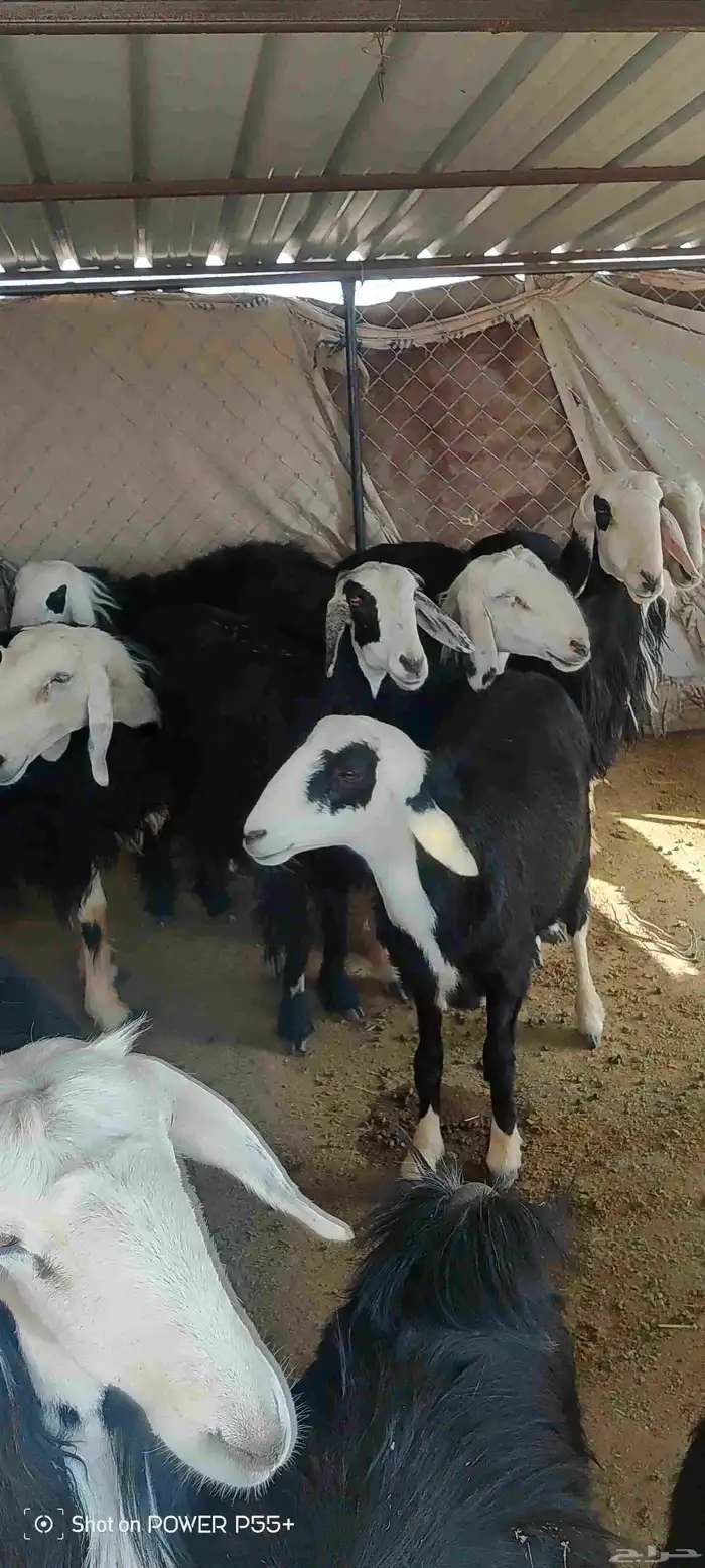 غنم ضان ومعزا بالإستراحة كامله ( في تثليث ) طريق آل قير 15