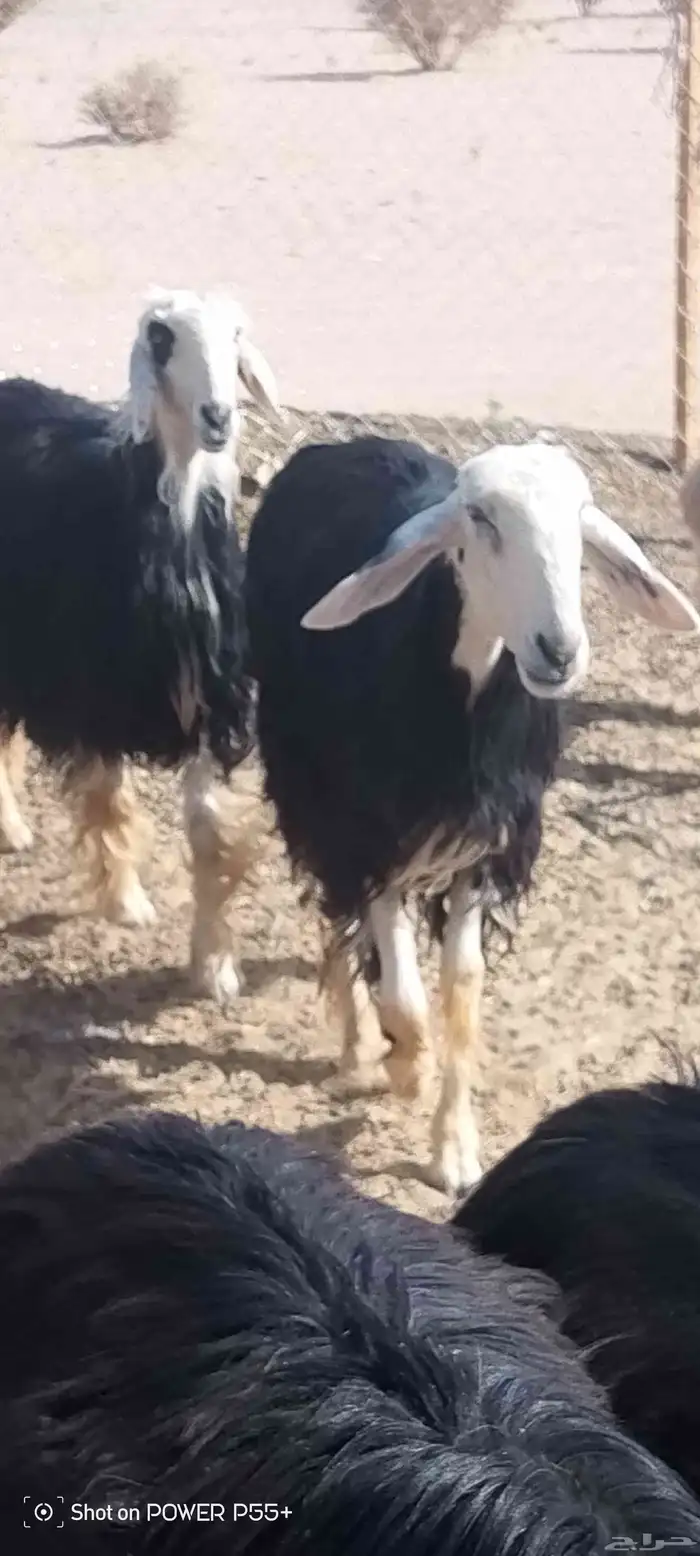 غنم ضان ومعزا بالإستراحة كامله ( في تثليث ) طريق آل قير 30