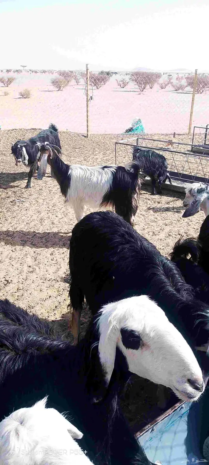 غنم ضان ومعزا بالإستراحة كامله ( في تثليث ) طريق آل قير 26