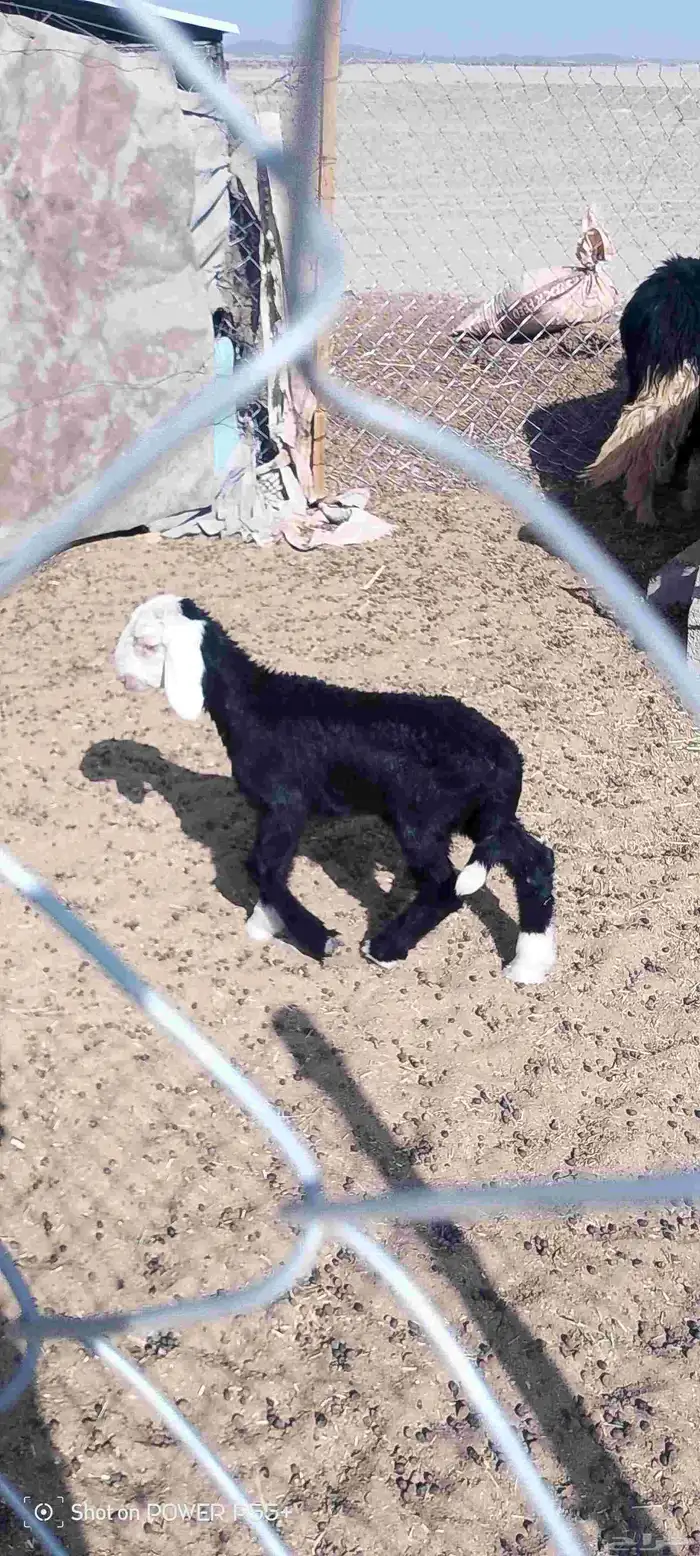 غنم ضان ومعزا بالإستراحة كامله ( في تثليث ) طريق آل قير 20