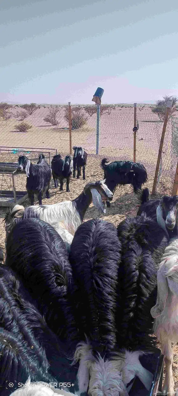 غنم ضان ومعزا بالإستراحة كامله ( في تثليث ) طريق آل قير 27