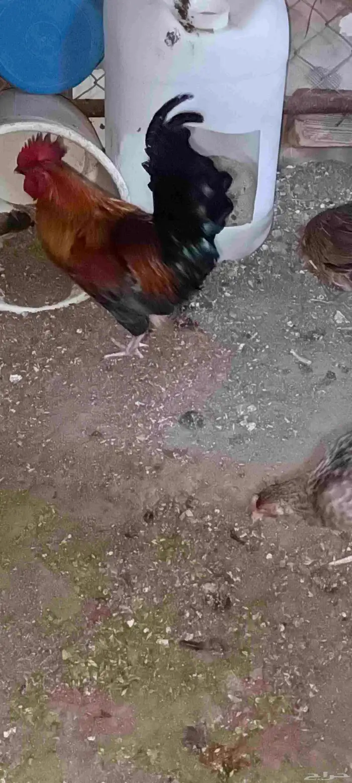 ديك ذكر بلدي للبيع على السوم 2