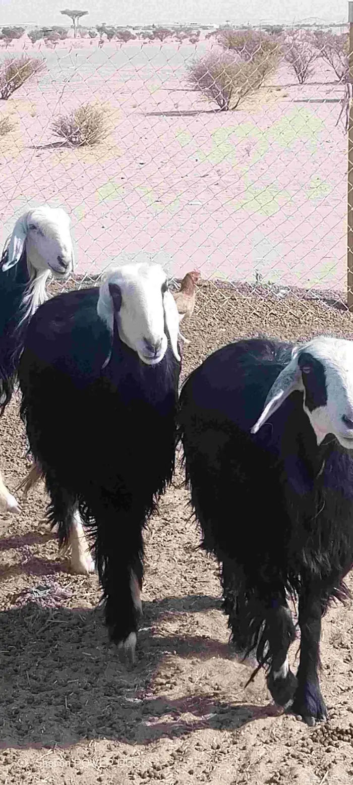 غنم ضان ومعزا بالإستراحة كامله ( في تثليث ) طريق آل قير 31