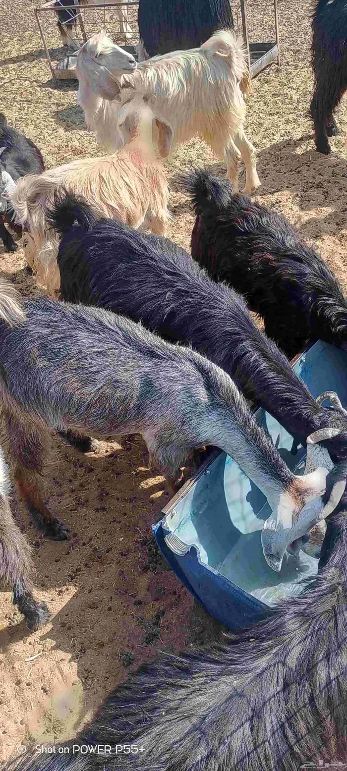 غنم ضان ومعزا بالإستراحة كامله ( في تثليث ) طريق آل قير 24