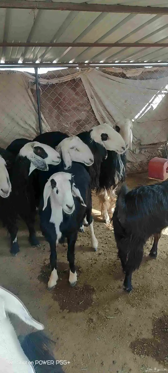 غنم ضان ومعزا بالإستراحة كامله ( في تثليث ) طريق آل قير 14
