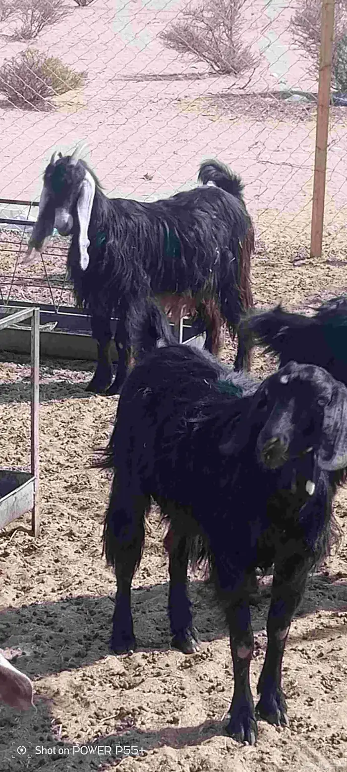 غنم ضان ومعزا بالإستراحة كامله ( في تثليث ) طريق آل قير 34