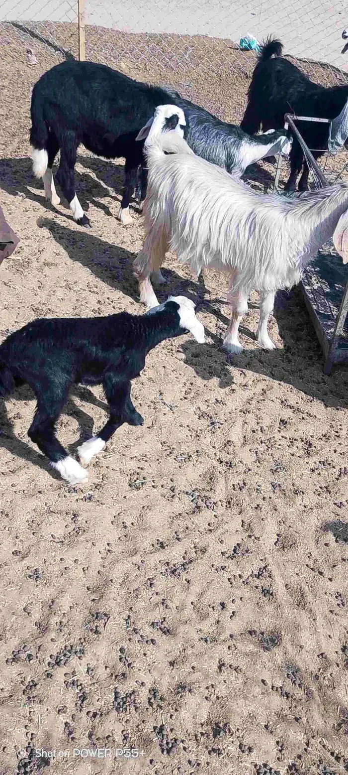 غنم ضان ومعزا بالإستراحة كامله ( في تثليث ) طريق آل قير 19