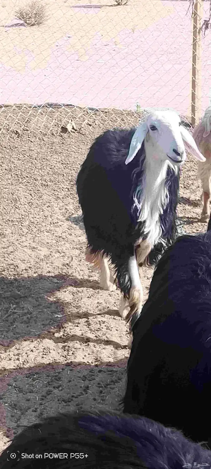 غنم ضان ومعزا بالإستراحة كامله ( في تثليث ) طريق آل قير 29