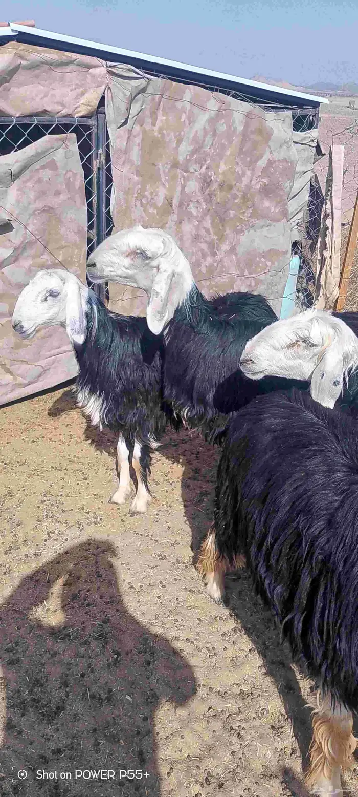 غنم ضان ومعزا بالإستراحة كامله ( في تثليث ) طريق آل قير 32