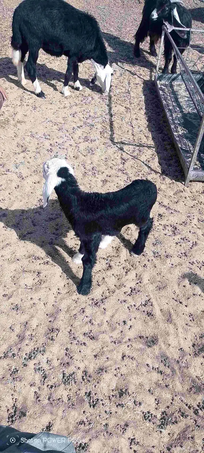 غنم ضان ومعزا بالإستراحة كامله ( في تثليث ) طريق آل قير 17