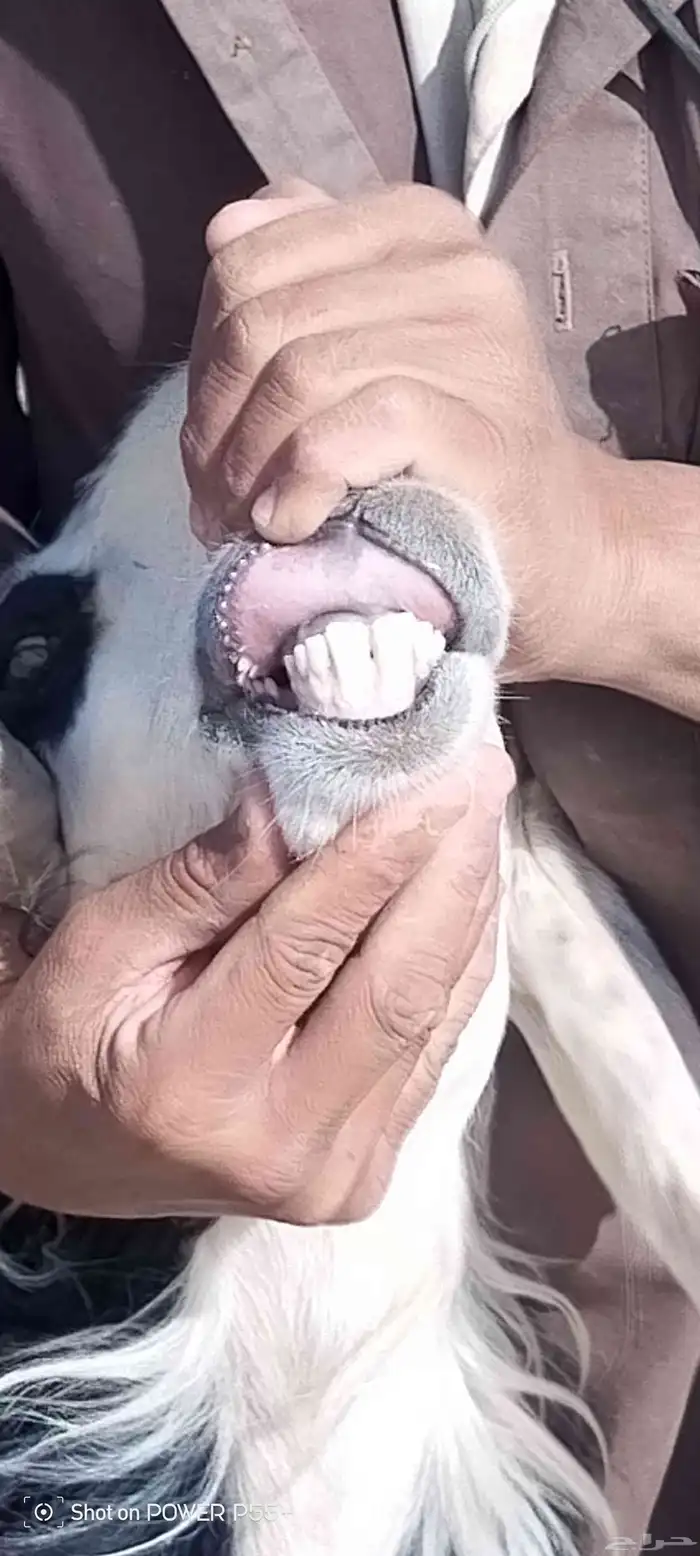 غنم ضان ومعزا بالإستراحة كامله ( في تثليث ) طريق آل قير 16