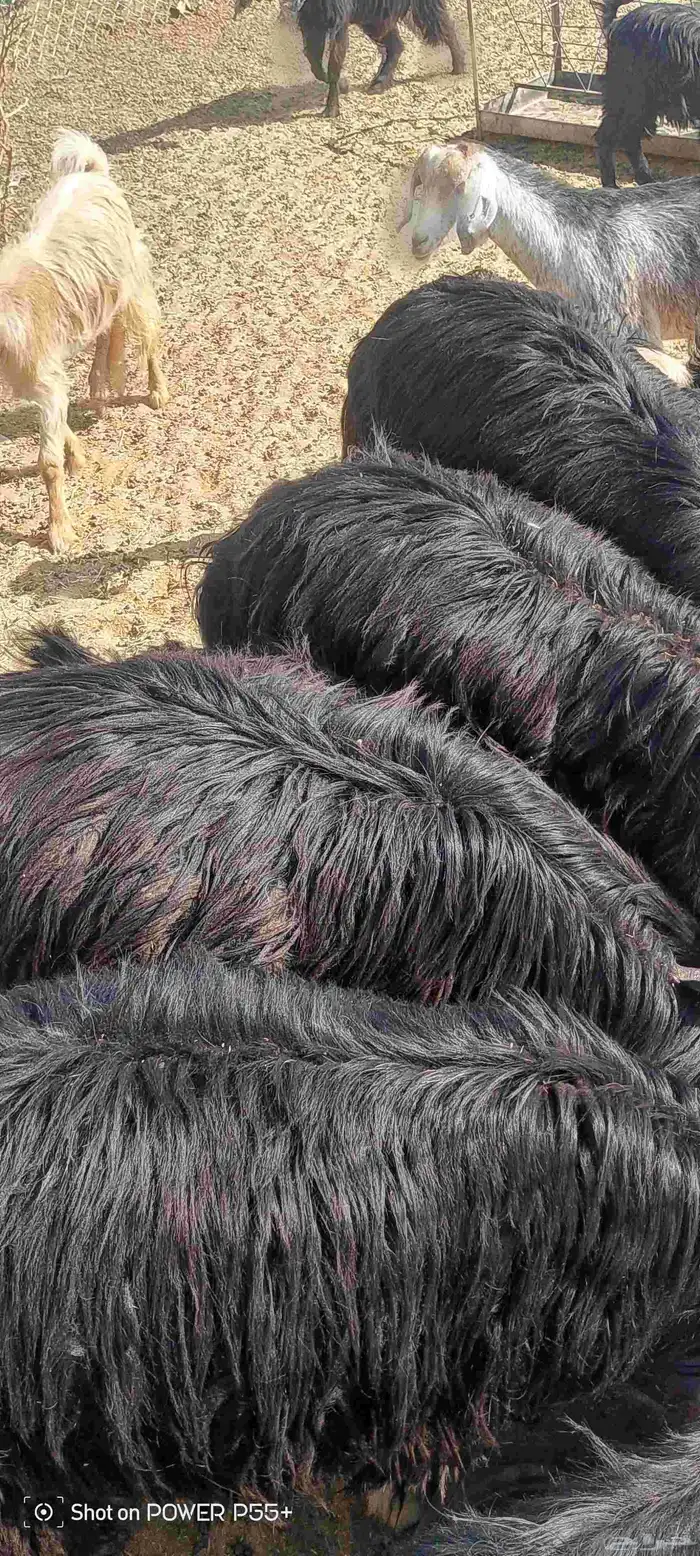 غنم ضان ومعزا بالإستراحة كامله ( في تثليث ) طريق آل قير 28