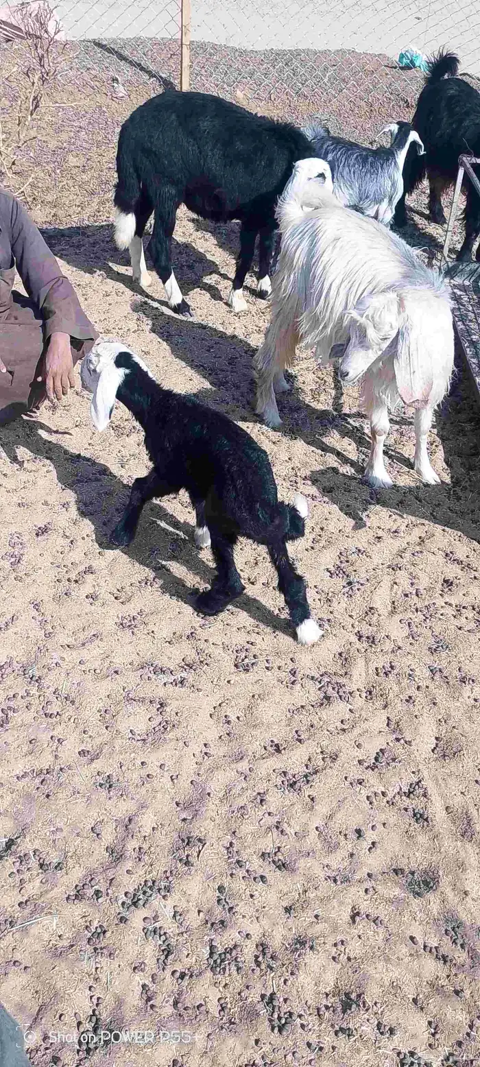 غنم ضان ومعزا بالإستراحة كامله ( في تثليث ) طريق آل قير 18