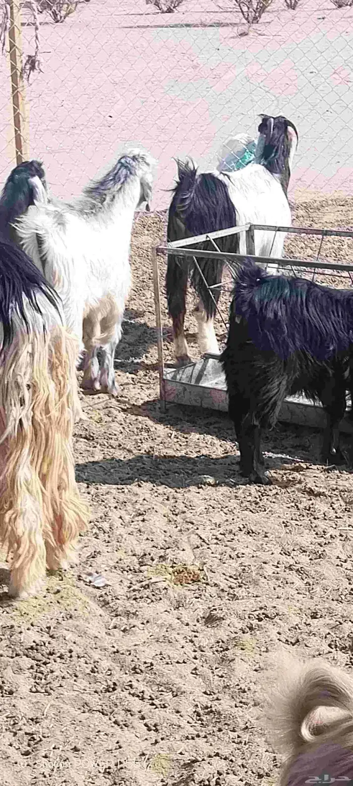 غنم ضان ومعزا بالإستراحة كامله ( في تثليث ) طريق آل قير 25