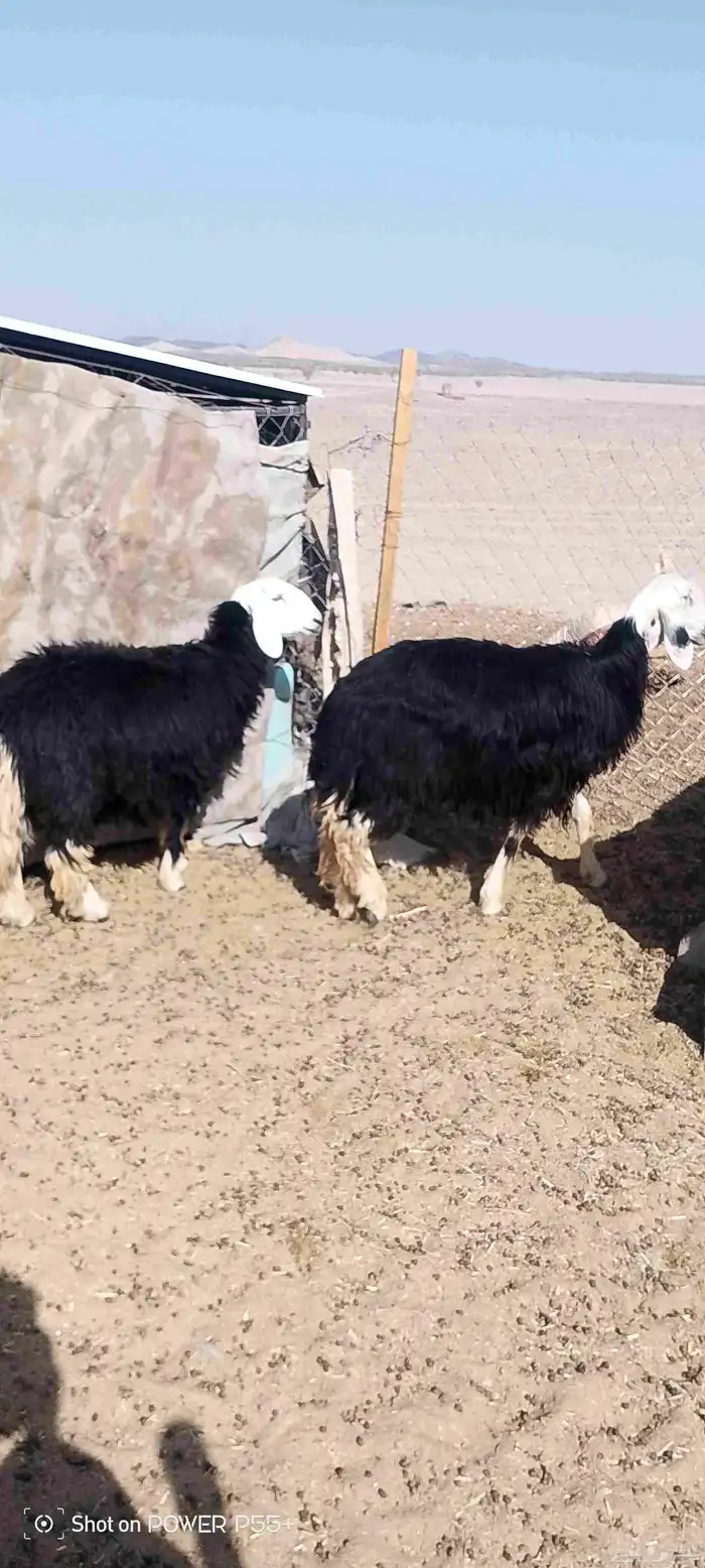 غنم ضان ومعزا بالإستراحة كامله ( في تثليث ) طريق آل قير 23