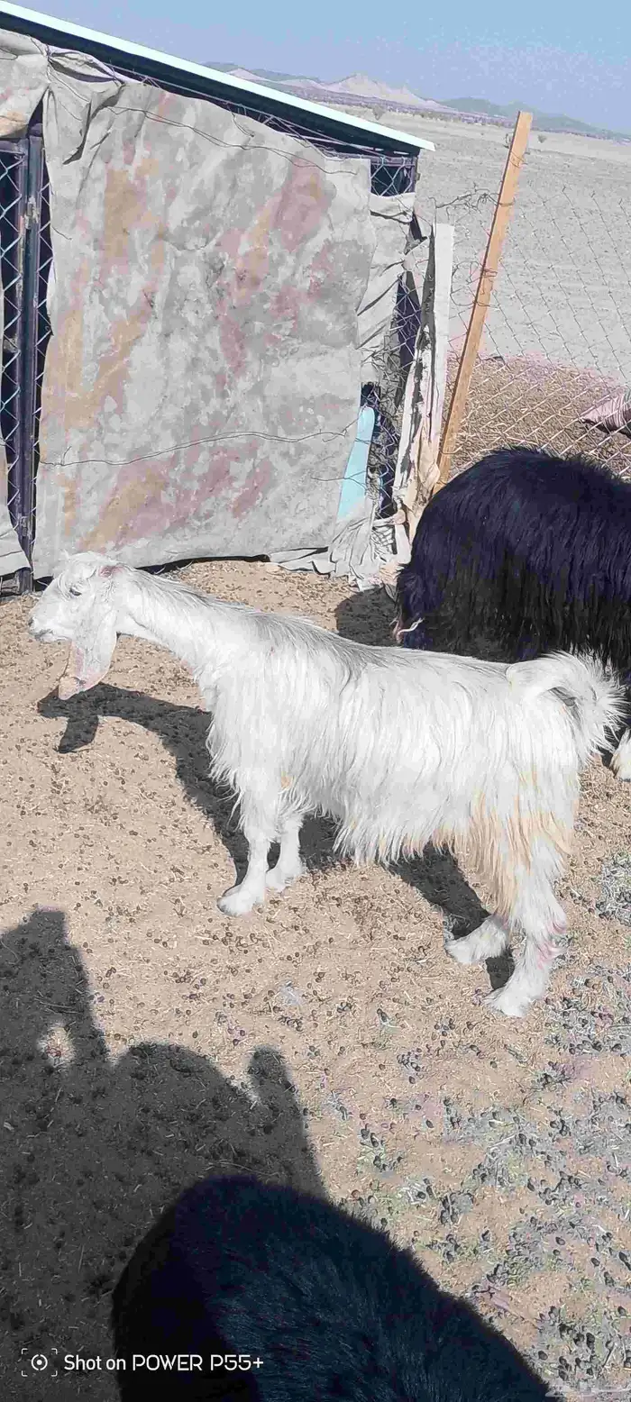 غنم ضان ومعزا بالإستراحة كامله ( في تثليث ) طريق آل قير 21