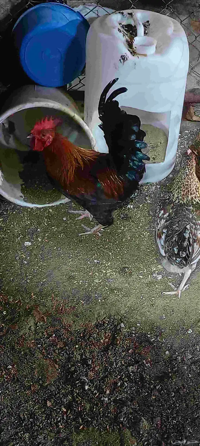 ديك ذكر بلدي للبيع على السوم 1