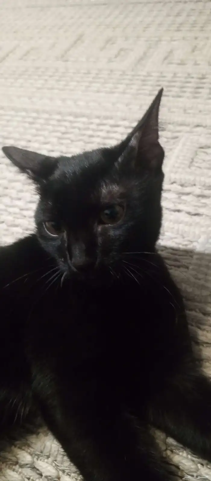 قط للتبني اسود بلدي 2