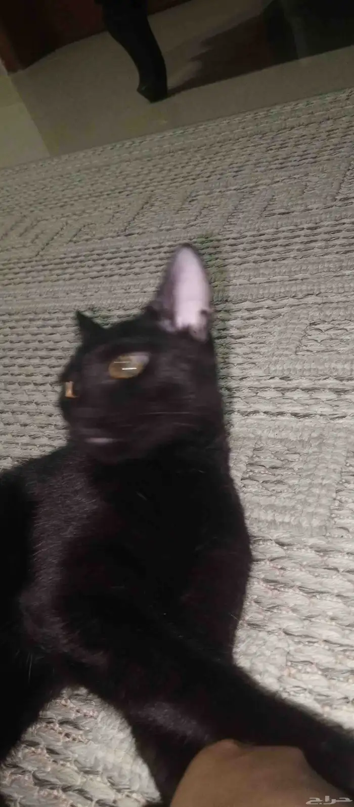 قط للتبني اسود بلدي 3