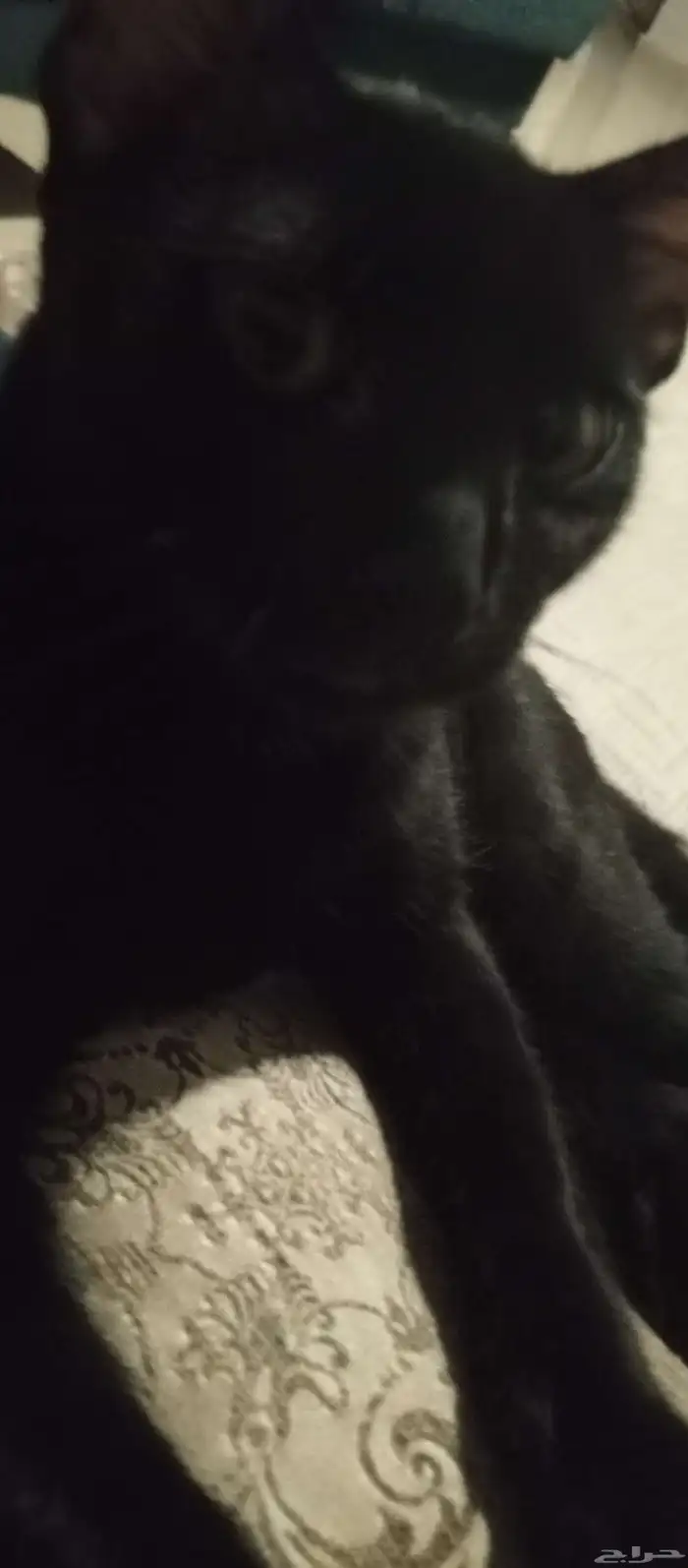 قط للتبني اسود بلدي 5