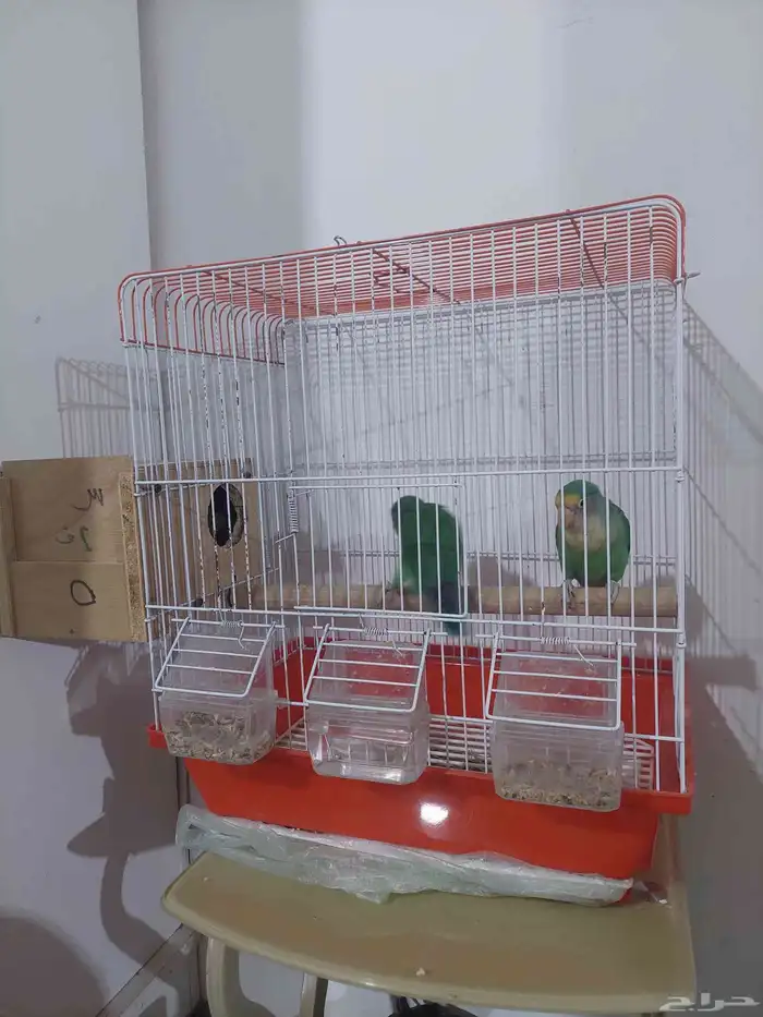 زوج فيشر منتج 1