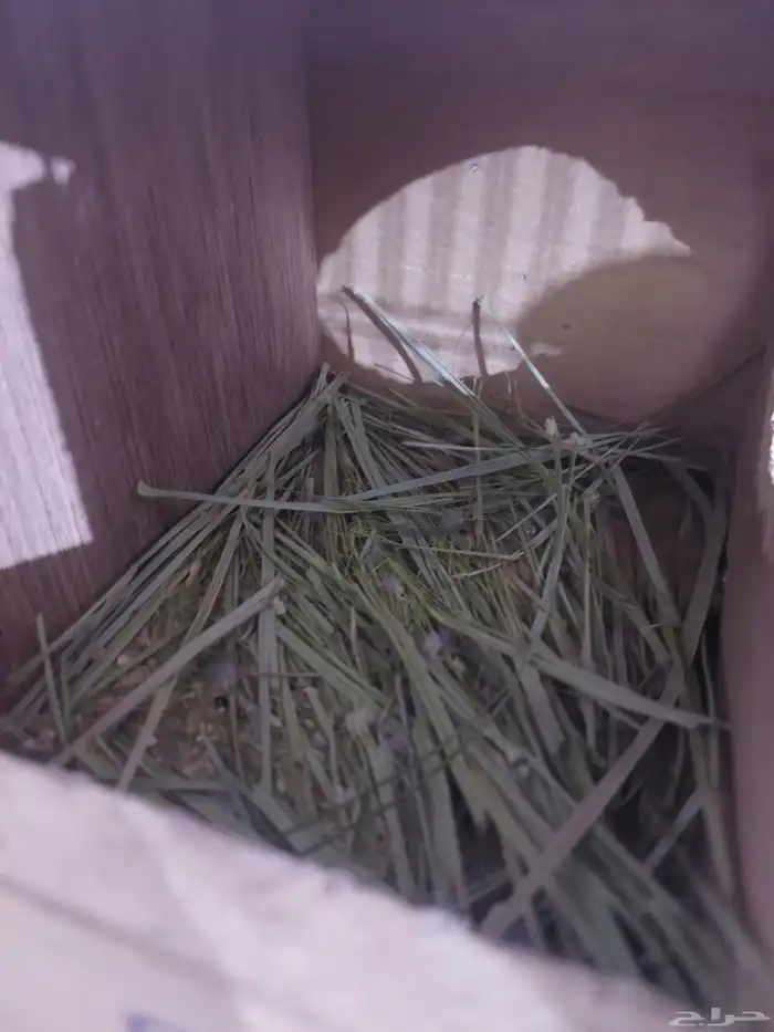 زوج فيشر منتج 2