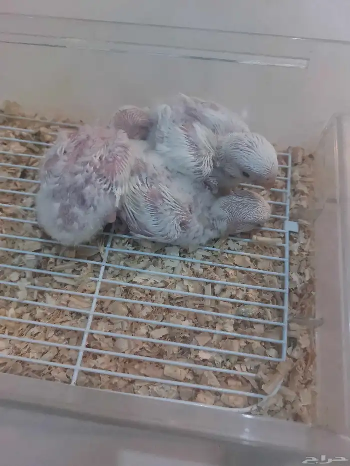 فروخ روز البينو 4