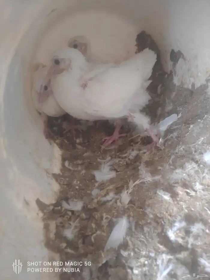 حمام فرنسي للبيع لدواعي السفر 7