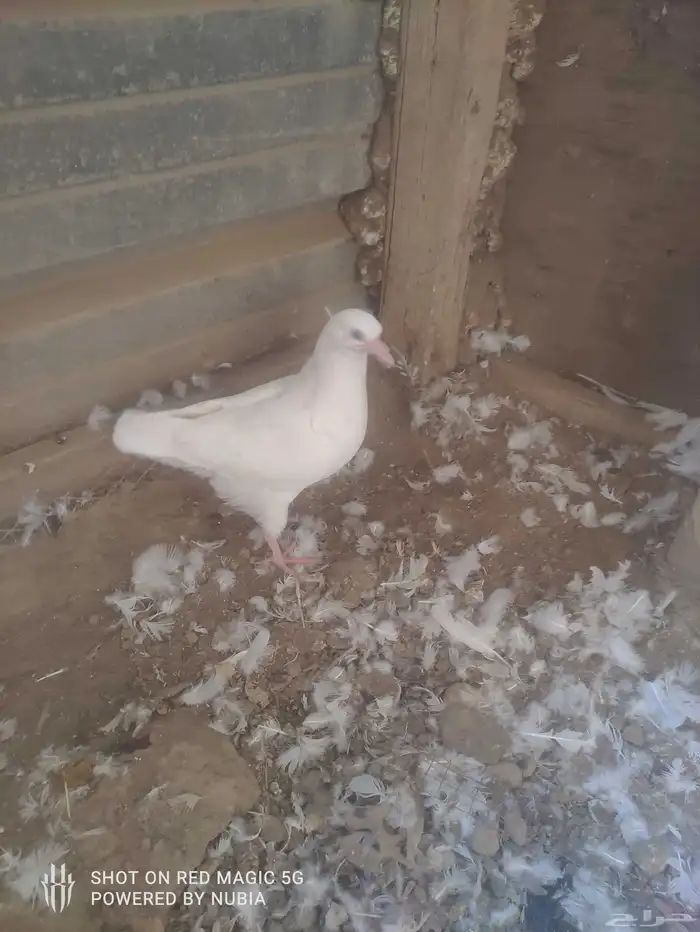 حمام فرنسي للبيع لدواعي السفر 6