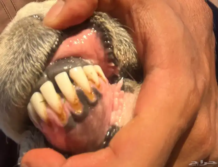 نجديه والد 3