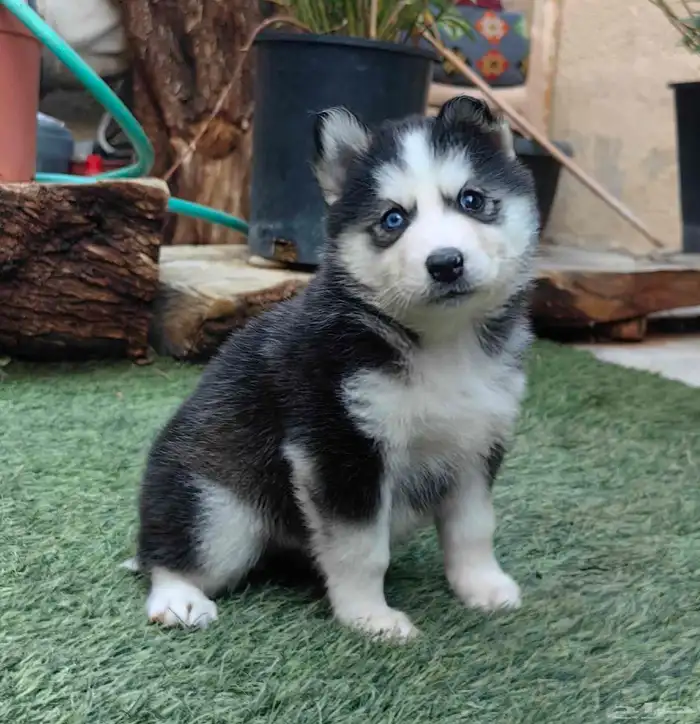 كلاب هاسكي جراوي 15