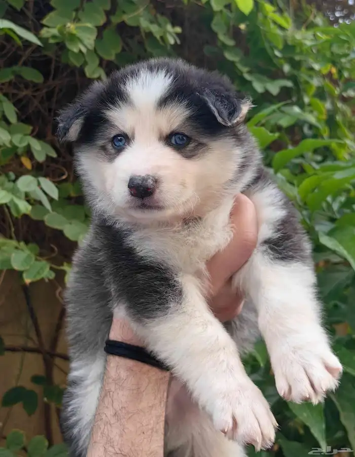 كلاب هاسكي جراوي 10