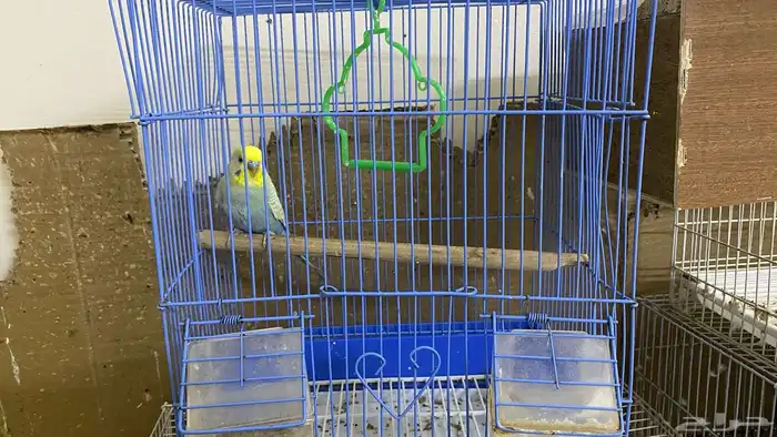 للبيع سنجاب 2 ذكور 0