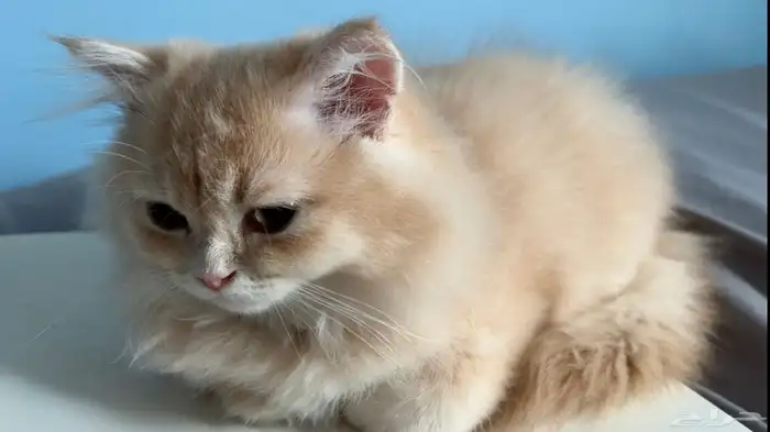 قط من أب سكوتش بريتيش الام شيرازية 1