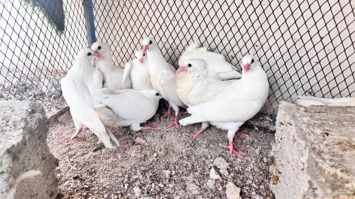 زغاليل فرنسي مذبوح 6