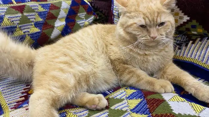 قط ذكر لتبني (شيرازي-هملايا) 0