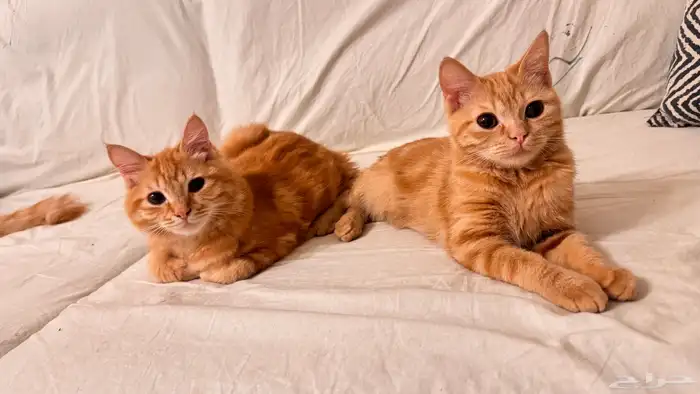 قطط للتبني ذكر وانثنين 0