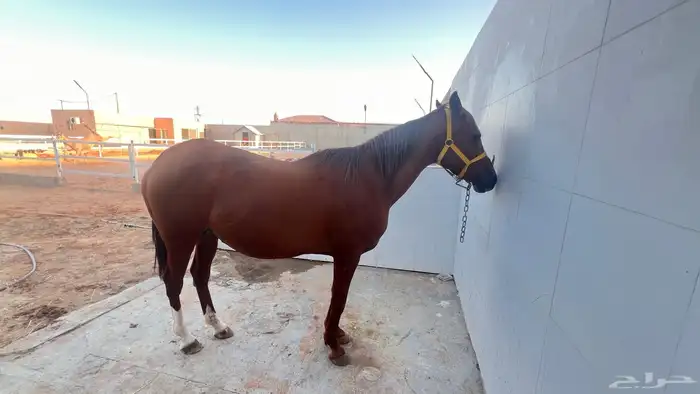 فرس شعبية لقاح ثقيل 2