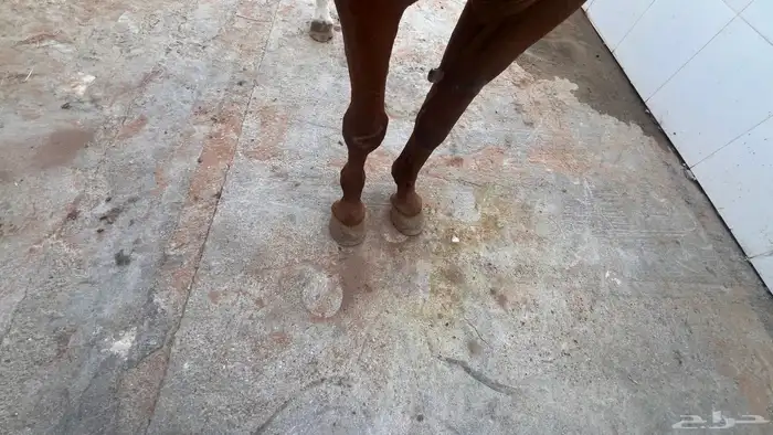 فرس شعبية لقاح ثقيل 3