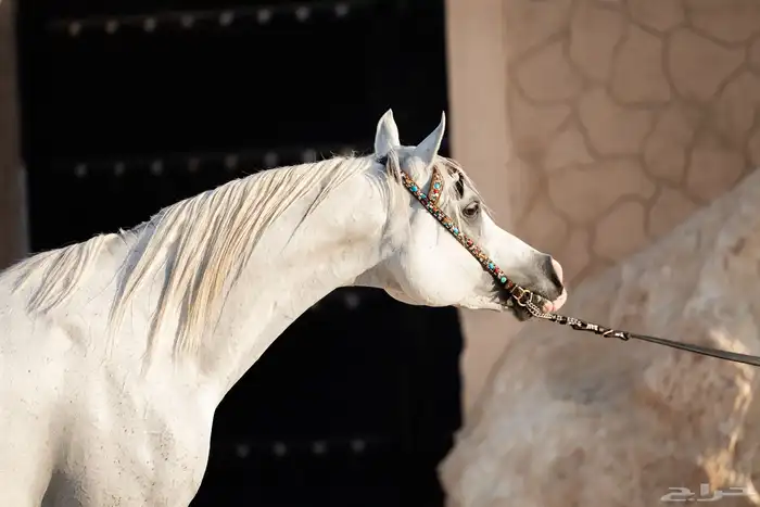البطل اي اس مشكور ابن شنقهاي متاح للتشبية 0