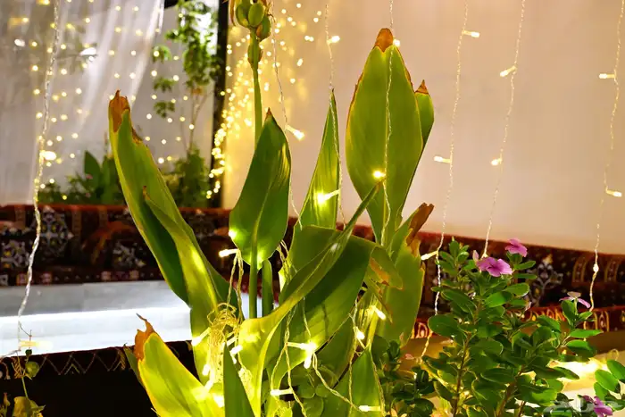 المدينة المنورة حي الغابة طريق عثمان بن عفان 19