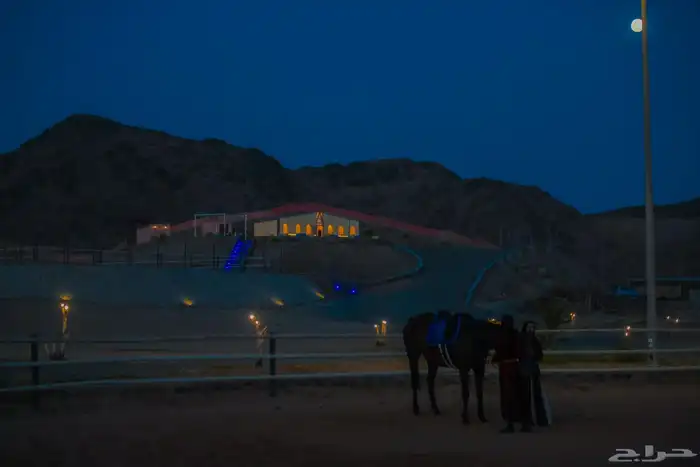 مربط أميراس لإيواء الخيل 3