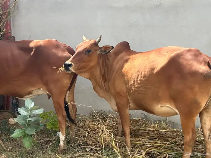 ماشاءالله بقر بلديه طيبه عمرها سديس رعويه هاديه 0