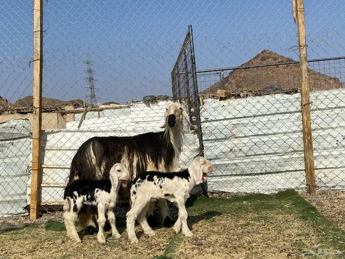 نعجه نجديه صنف الصنف والد تحتها ثنين طليان 11