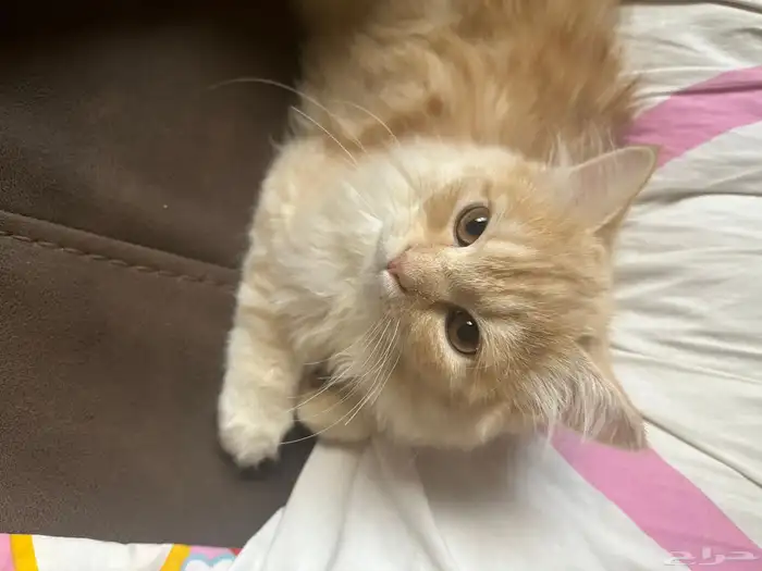 قط ذكر للتبني عمره سنه 1