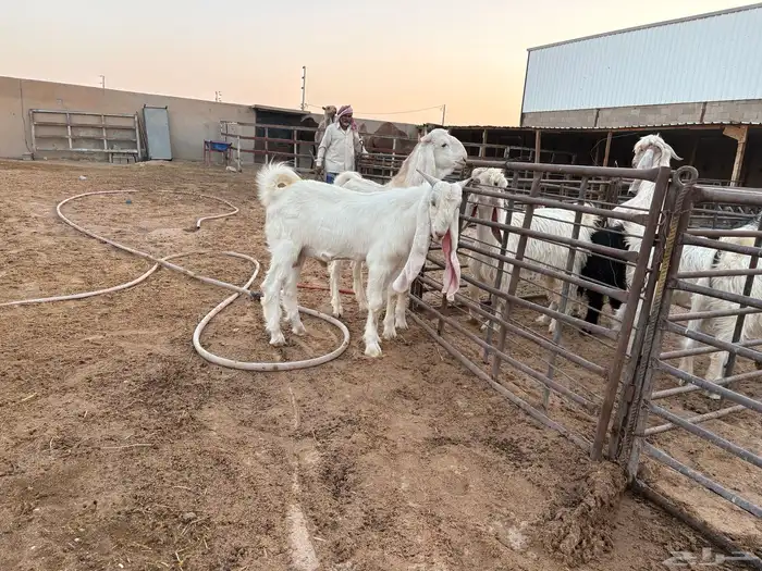 فحول تيوس مطورات عدد 2 9