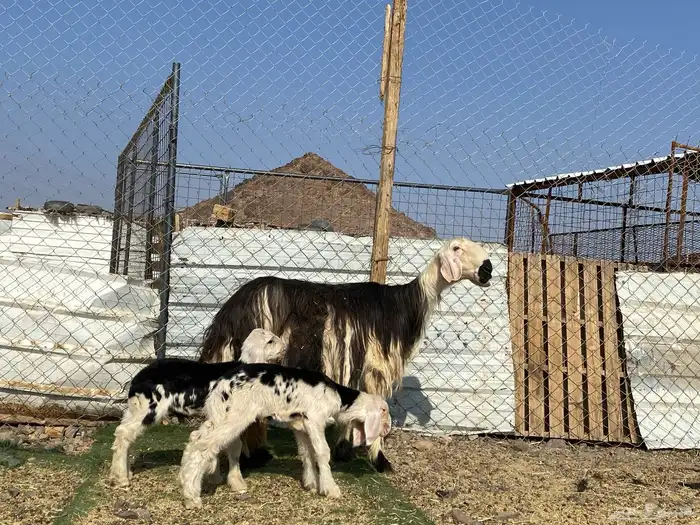 نعجه نجديه صنف الصنف والد تحتها ثنين طليان 15