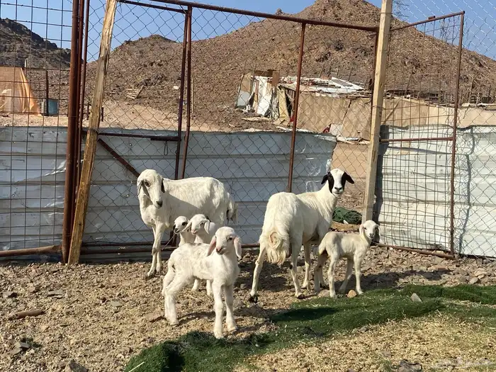 نعاج حبص متاويم 2 تحتهن 4 3