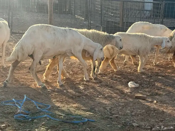 مراح حريات 6