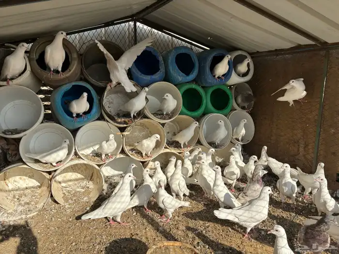 حمام فرنسي 5